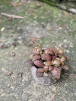 Zdjęcie rośliny Fittonia verschaffeltii Red Angel, ujęcie 3