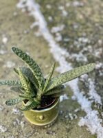 Zdjęcie rośliny Gasteria bicolor, ujęcie 1
