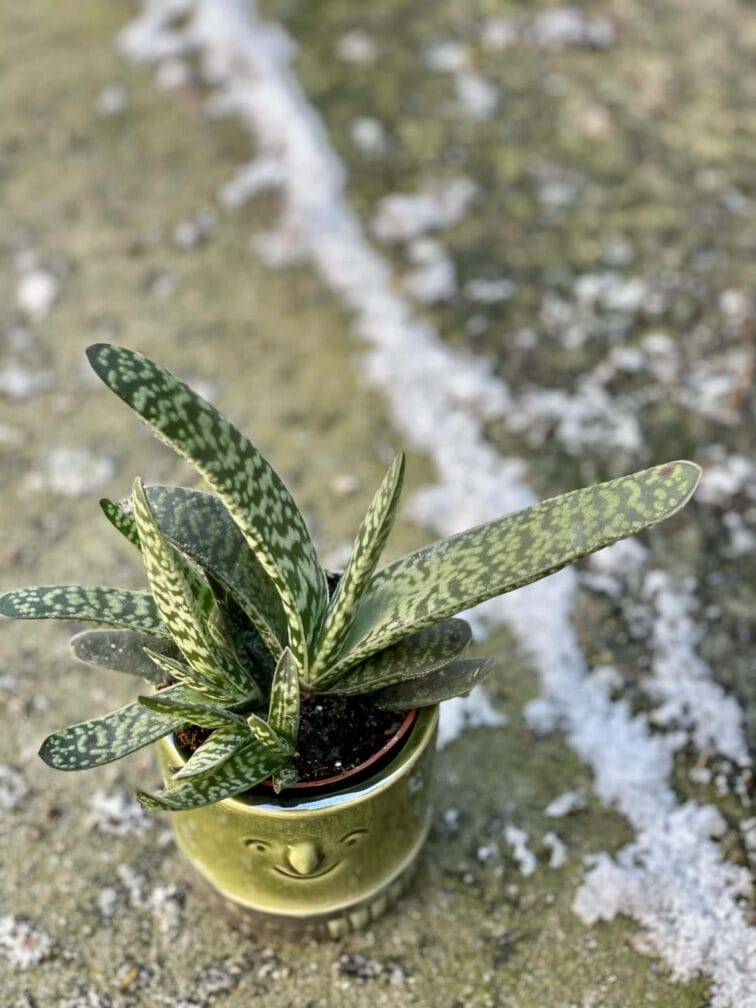 Zdjęcie rośliny Gasteria bicolor, ujęcie 1