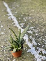 Zdjęcie rośliny Gasteria bicolor, ujęcie 2