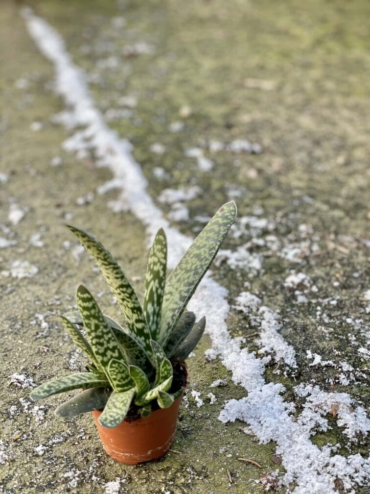 Zdjęcie rośliny Gasteria bicolor, ujęcie 2