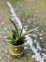 Zdjęcie rośliny Gasteria bicolor, ujęcie 3