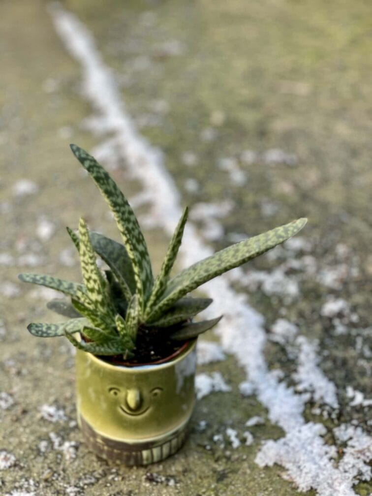 Zdjęcie rośliny Gasteria bicolor, ujęcie 3