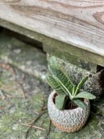 Zdjęcie rośliny Gasteria Dragon Skin, ujęcie 1