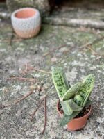 Zdjęcie rośliny Gasteria Dragon Skin, ujęcie 2