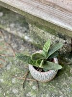 Zdjęcie rośliny Gasteria Dragon Skin, ujęcie 3
