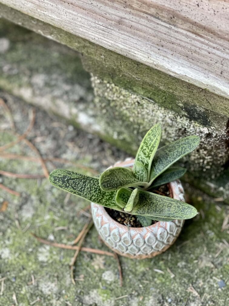 Zdjęcie rośliny Gasteria Dragon Skin, ujęcie 3