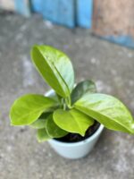 Zdjęcie rośliny Hoya australis, ujęcie 1