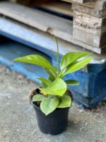 Zdjęcie rośliny Hoya australis, ujęcie 2