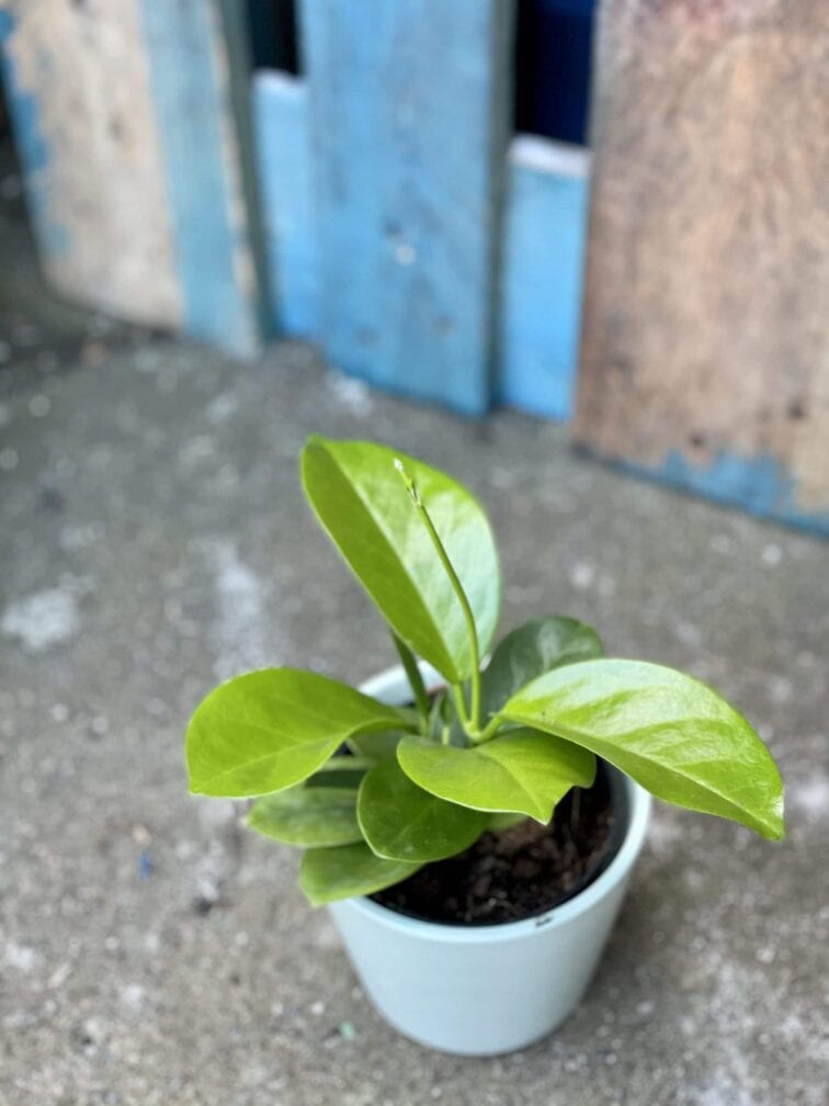 Zdjęcie rośliny Hoya australis, ujęcie 3