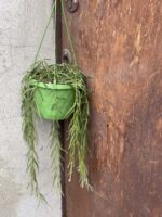 Zdjęcie rośliny Hoya linearis, ujęcie 1