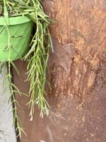 Zdjęcie rośliny Hoya linearis, ujęcie 2