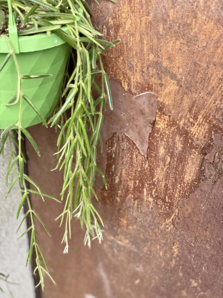 Zdjęcie rośliny Hoya linearis, ujęcie 2