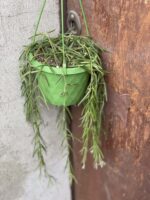 Zdjęcie rośliny Hoya linearis, ujęcie 3
