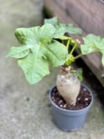 Zdjęcie rośliny Jatropha podagrica (Jatrofa podagriowata), ujęcie 1