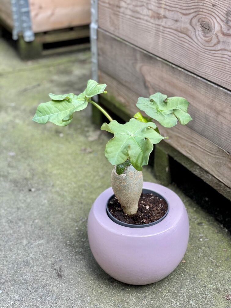 Zdjęcie rośliny Jatropha podagrica (Jatrofa podagriowata), ujęcie 2