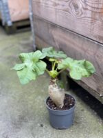 Zdjęcie rośliny Jatropha podagrica (Jatrofa podagriowata), ujęcie 3