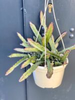 Zdjęcie rośliny Lepismium cruciforme, ujęcie 1
