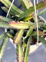 Zdjęcie rośliny Lepismium cruciforme, ujęcie 2
