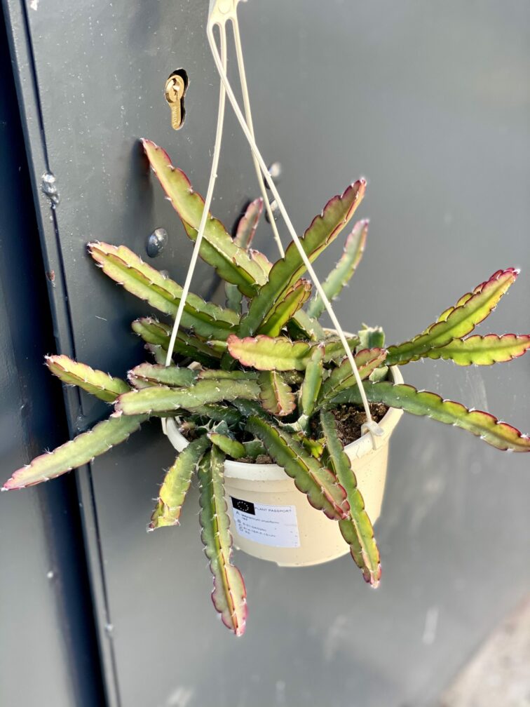 Zdjęcie rośliny Lepismium cruciforme, ujęcie 3
