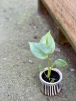 Zdjęcie rośliny Monstera Deliciosa, ujęcie 2
