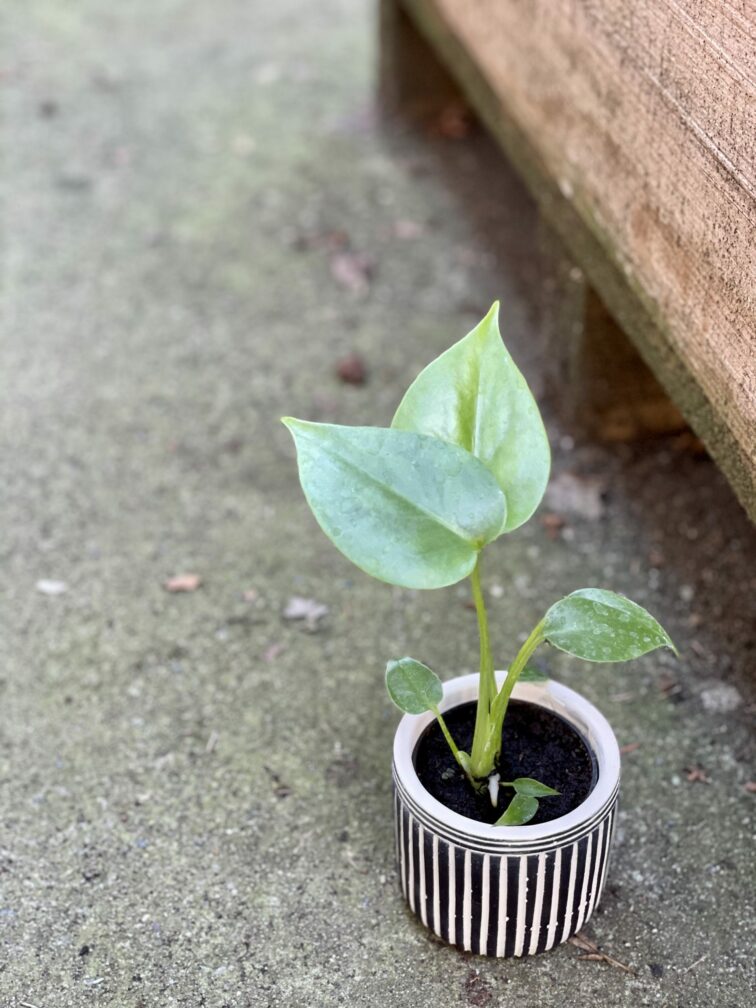 Zdjęcie rośliny Monstera Deliciosa, ujęcie 2