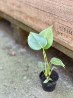 Zdjęcie rośliny Monstera Deliciosa, ujęcie 3