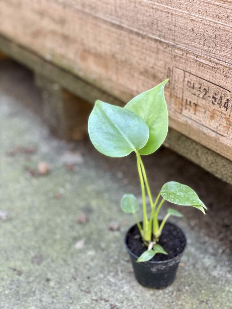 Zdjęcie rośliny Monstera Deliciosa, ujęcie 3
