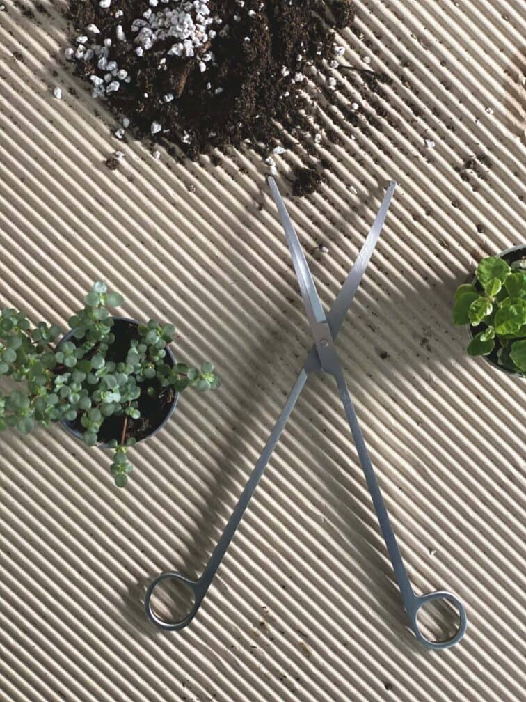 Zdjęcie akcesoria Nożyczki do terrarium 25cm, ujęcie 3