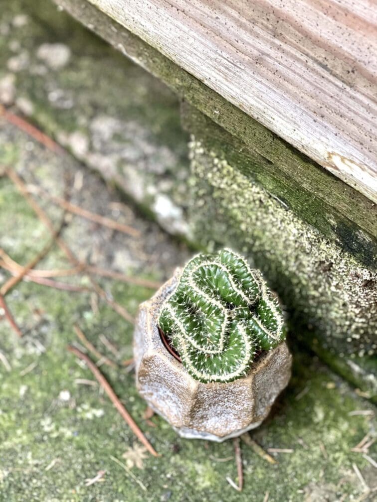 Zdjęcie rośliny Opuntia cylindrica, ujęcie 2