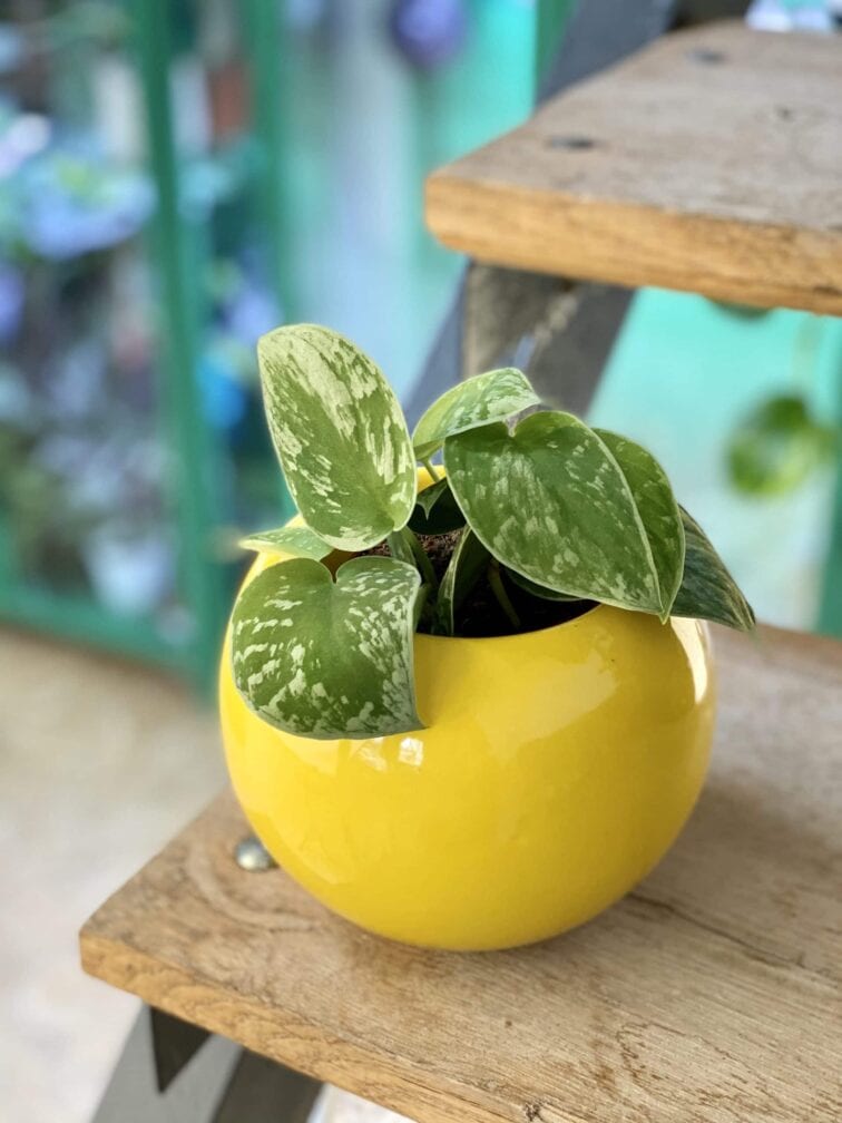 Zdjęcie doniczki lub oslonki: Osłonka Bowl 9x12&nbsp;cm, ujęcie 2