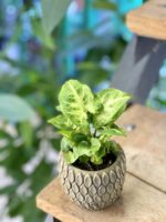 Zdjęcie doniczki lub oslonki: Osłonka Grzechotnik 6x7&nbsp;cm, ujęcie 2