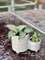 Zdjęcie doniczki lub oslonki: Osłonka Twins Grey 6x5&nbsp;cm, ujęcie 2
