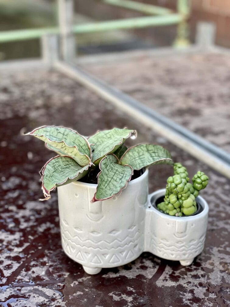 Zdjęcie doniczki lub oslonki: Osłonka Twins Grey 6x5&nbsp;cm, ujęcie 2