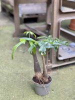 Zdjęcie rośliny Pachira Aquatica (Pachira Wodna), ujęcie 2