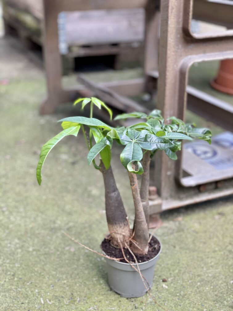 Zdjęcie rośliny Pachira Aquatica (Pachira Wodna), ujęcie 2