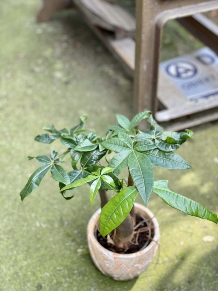 Zdjęcie rośliny Pachira Aquatica (Pachira Wodna), ujęcie 3