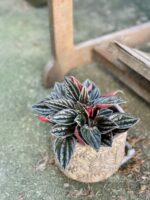 Zdjęcie rośliny Peperomia Caperata Brasilia, ujęcie 1