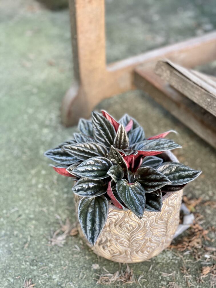 Zdjęcie rośliny Peperomia Caperata Brasilia, ujęcie 1
