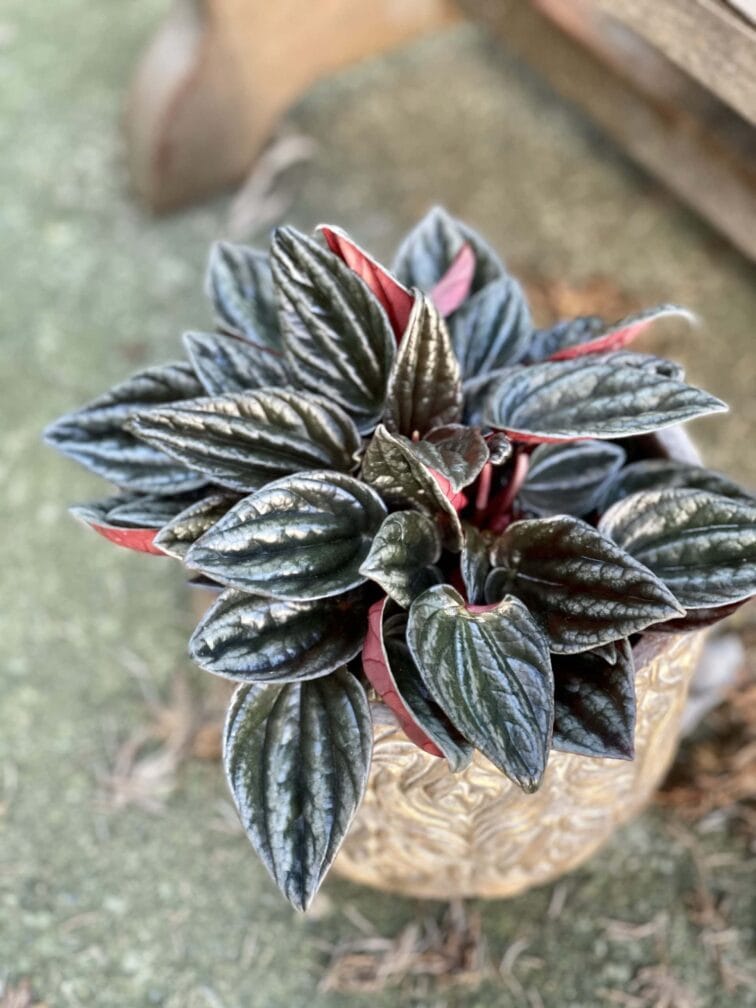 Zdjęcie rośliny Peperomia Caperata Brasilia, ujęcie 2