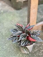 Zdjęcie rośliny Peperomia Caperata Brasilia, ujęcie 3