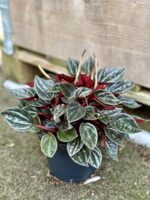 Zdjęcie rośliny Peperomia Caperata Brasilia, ujęcie 1