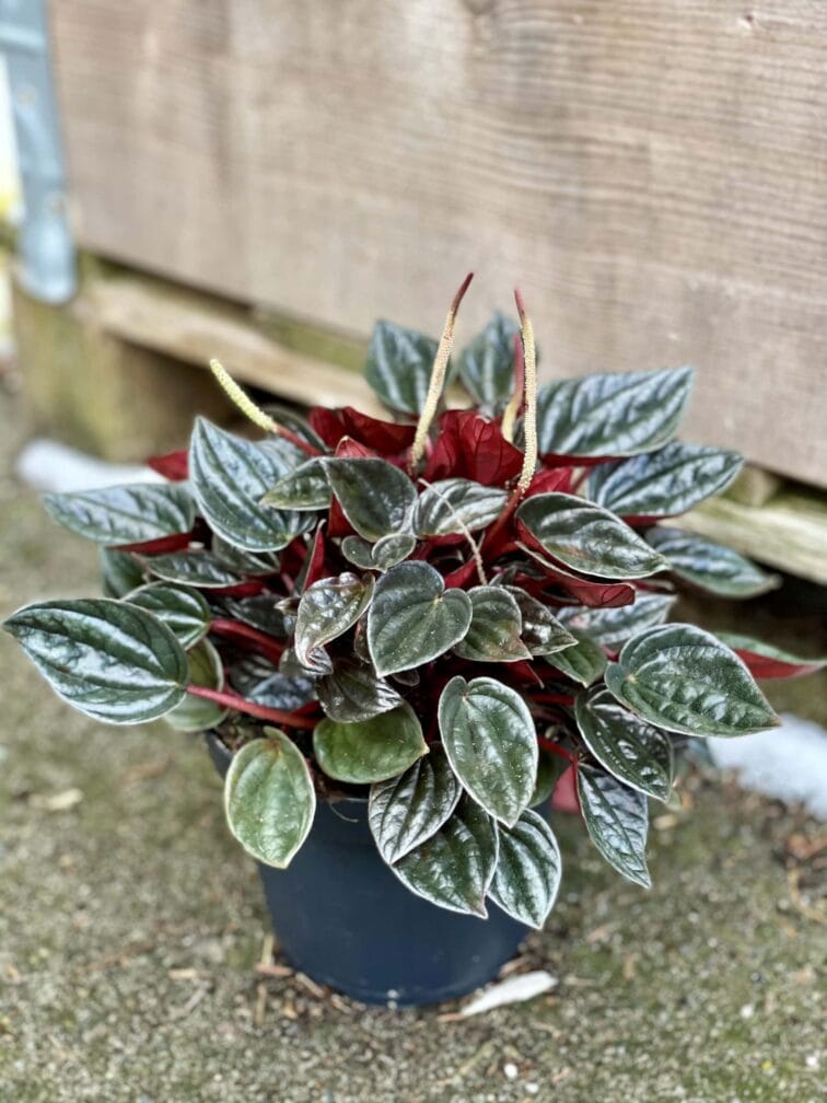 Zdjęcie rośliny Peperomia Caperata Brasilia, ujęcie 1