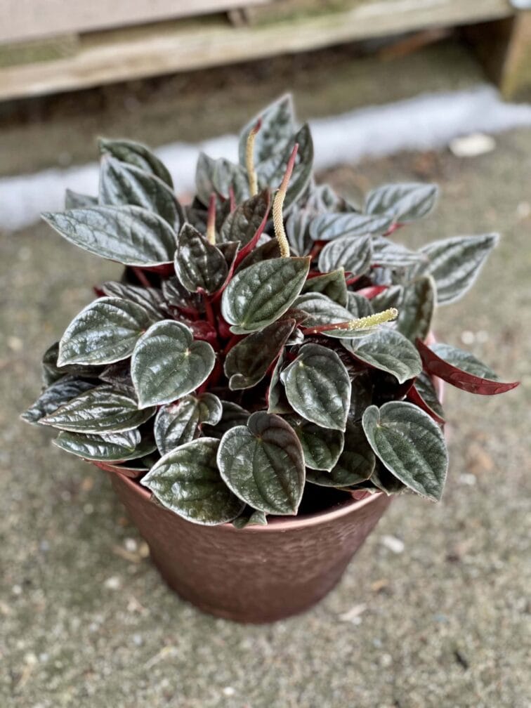 Zdjęcie rośliny Peperomia Caperata Brasilia, ujęcie 2