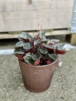 Zdjęcie rośliny Peperomia Caperata Brasilia, ujęcie 3