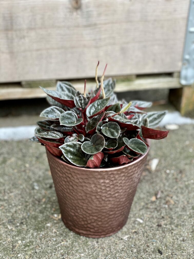 Zdjęcie rośliny Peperomia Caperata Brasilia, ujęcie 3