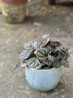 Zdjęcie rośliny Peperomia caperata burbella, ujęcie 1