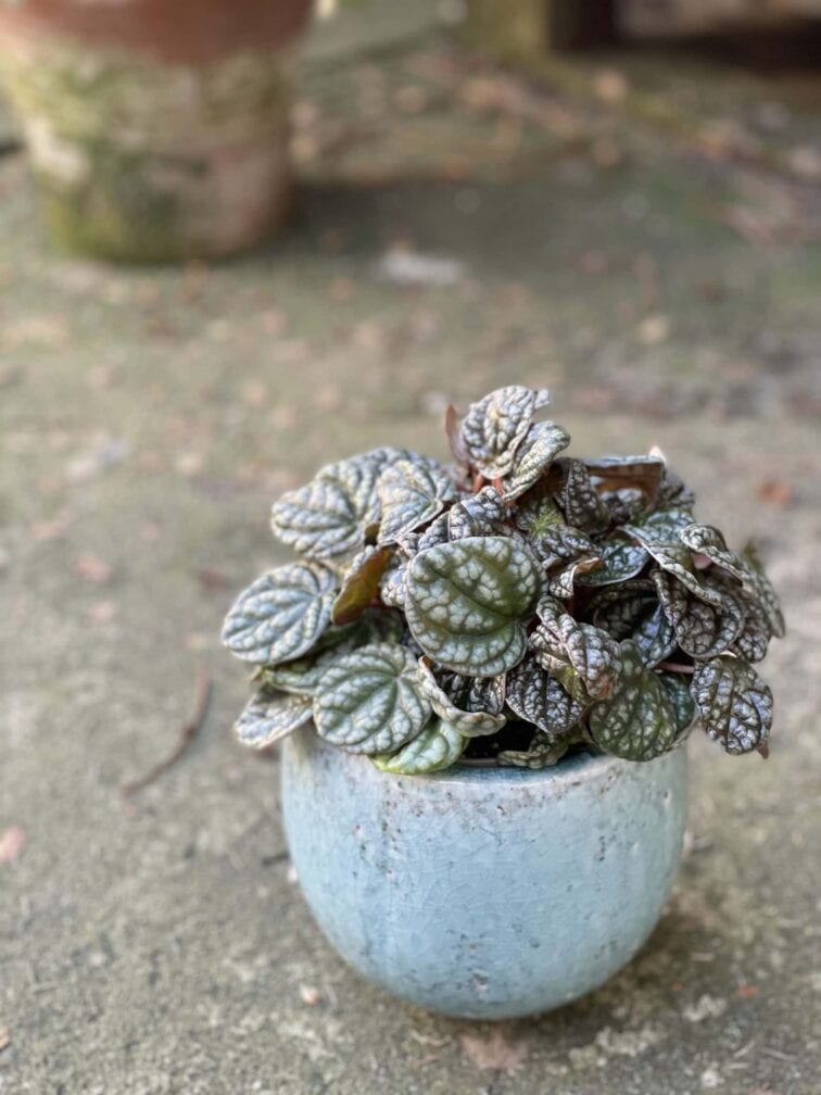 Zdjęcie rośliny Peperomia caperata burbella, ujęcie 1