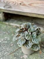 Zdjęcie rośliny Peperomia caperata burbella, ujęcie 2