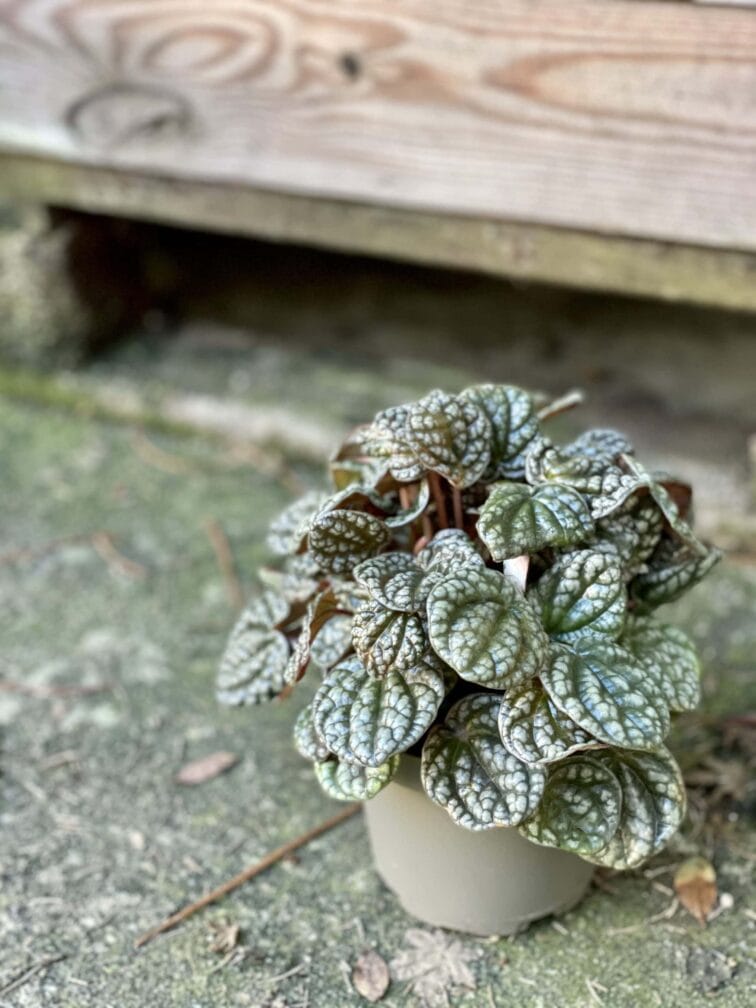 Zdjęcie rośliny Peperomia caperata burbella, ujęcie 2